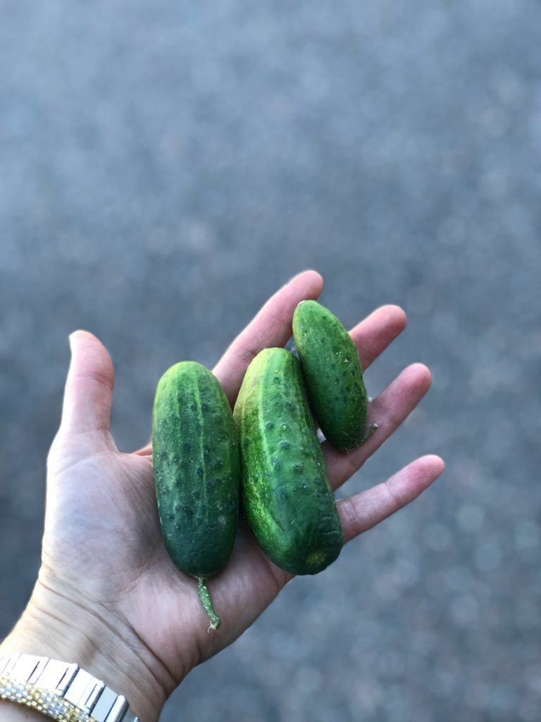 Pickles 2 and 3 inches