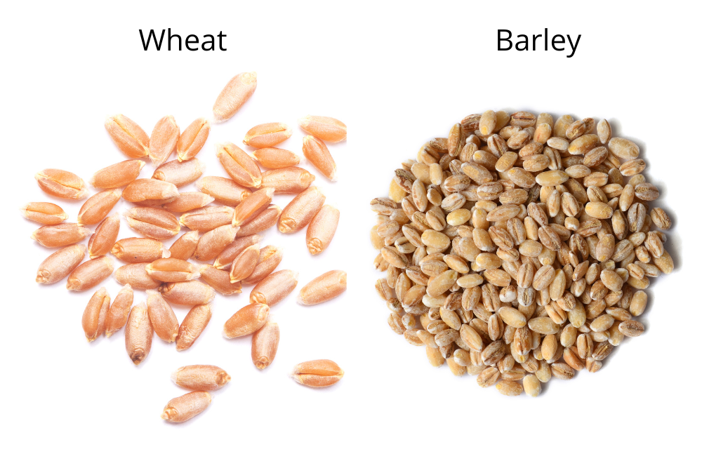 wheat vs. barley grains