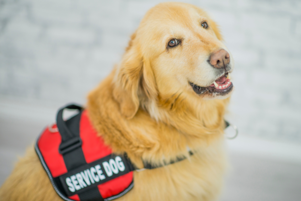 Should You Get a Gluten-Detection Dog?