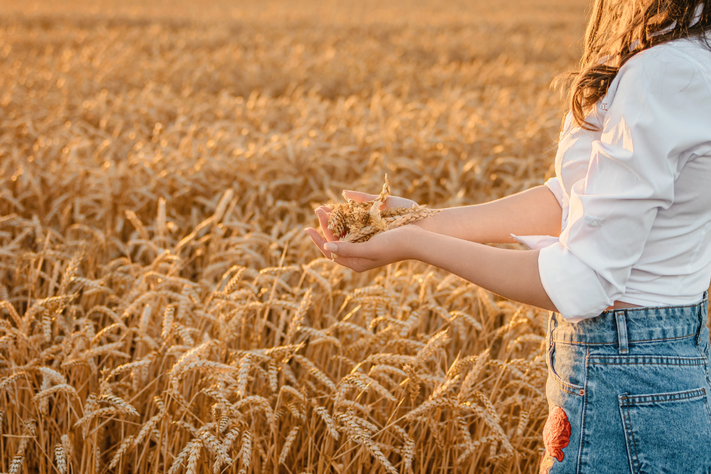 Is European Wheat More Tolerable than U.S. Wheat?